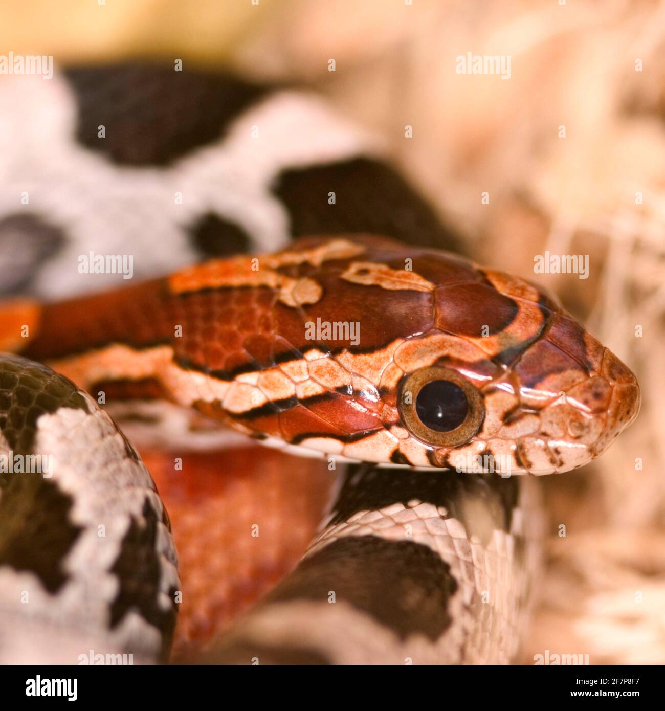 (Elaphe guttata serpent de maïs, Pantherophis guttatus), portrait Banque D'Images
