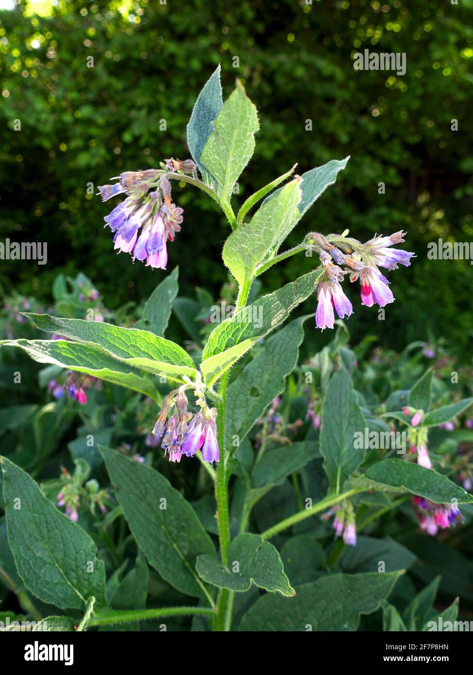 Comfrey russe (Symphytum x uplandicum, Symphytum uplandicum), floraison, Allemagne, Rhénanie-du-Nord-Westphalie Banque D'Images