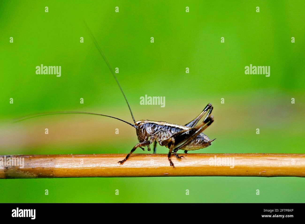 Le bushcricket sombre (Pholidoptera griseoaptera, Thamnotrizon cinereus), est posé sur une lame d'herbe, en Autriche Banque D'Images