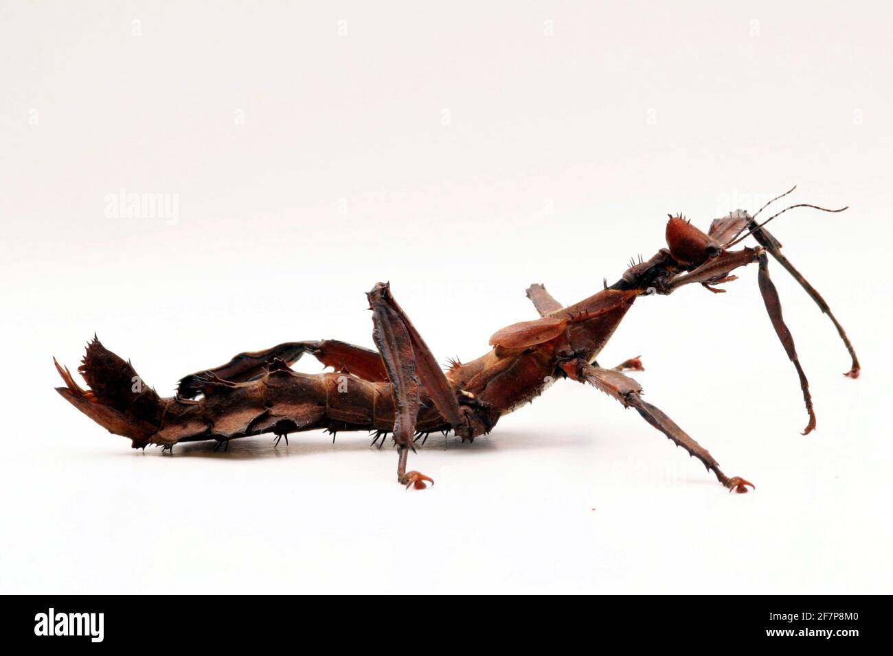 Phasme épineux géant, le spectre Macleay (Extatosoma tiaratum), cut-out Banque D'Images