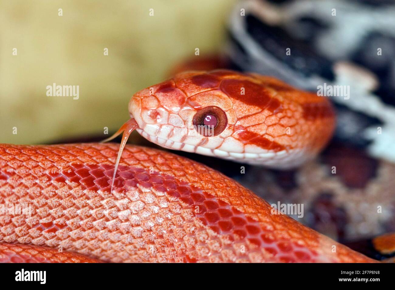 Serpent à maïs (Elaphe guttata, Pantherophis guttatus), portrait, flicking Banque D'Images