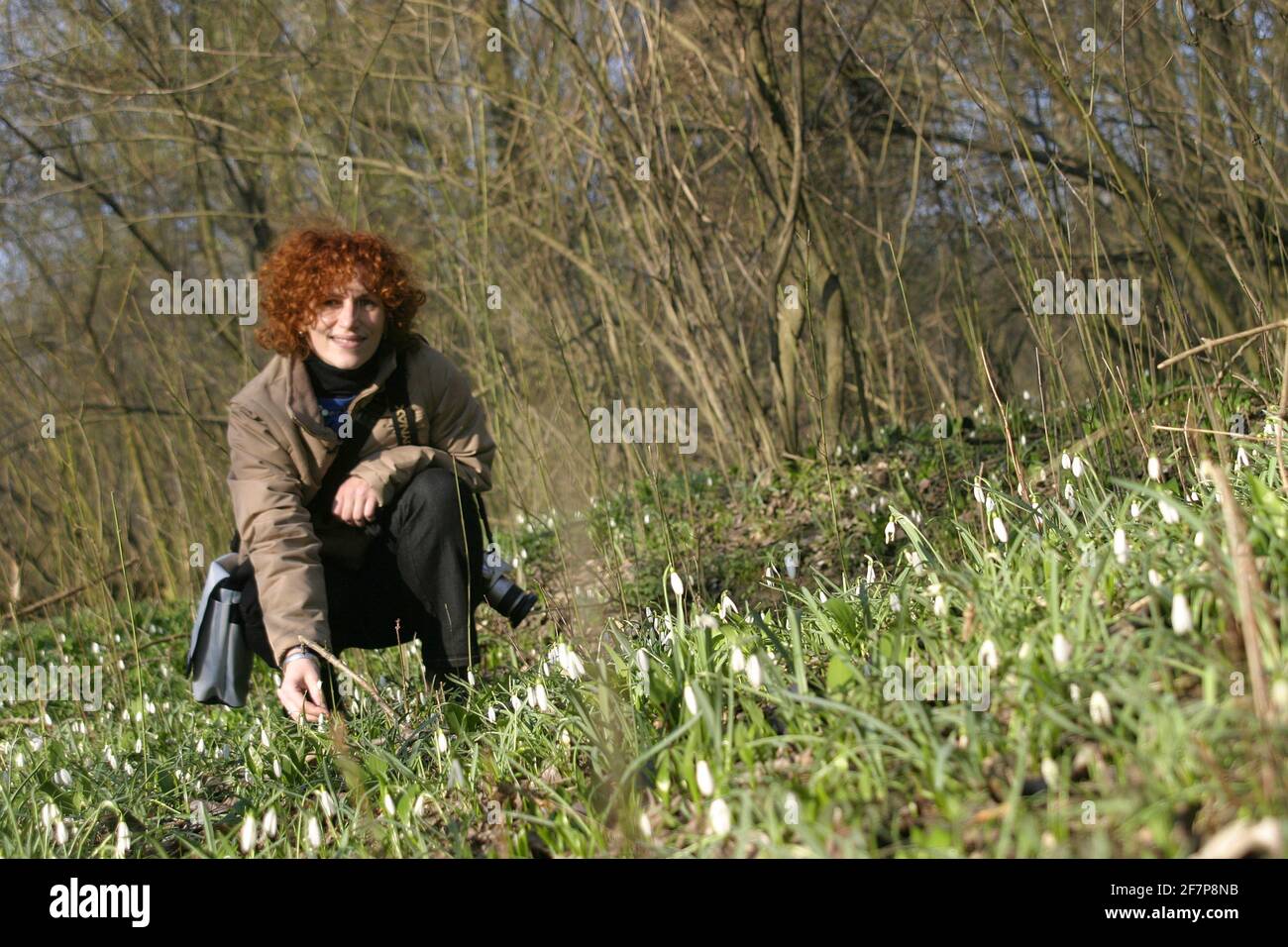 Chute de neige commune (Galanthus nivalis), femme aux cheveux rouges qui cueit des gouttes de neige Banque D'Images