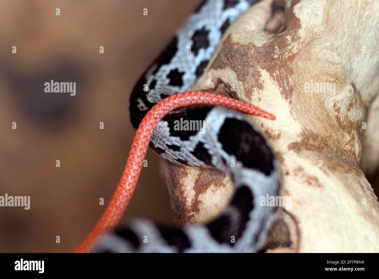 Couleuvre de maïs (Elaphe guttata, Pantherophis guttatus), queue Banque D'Images