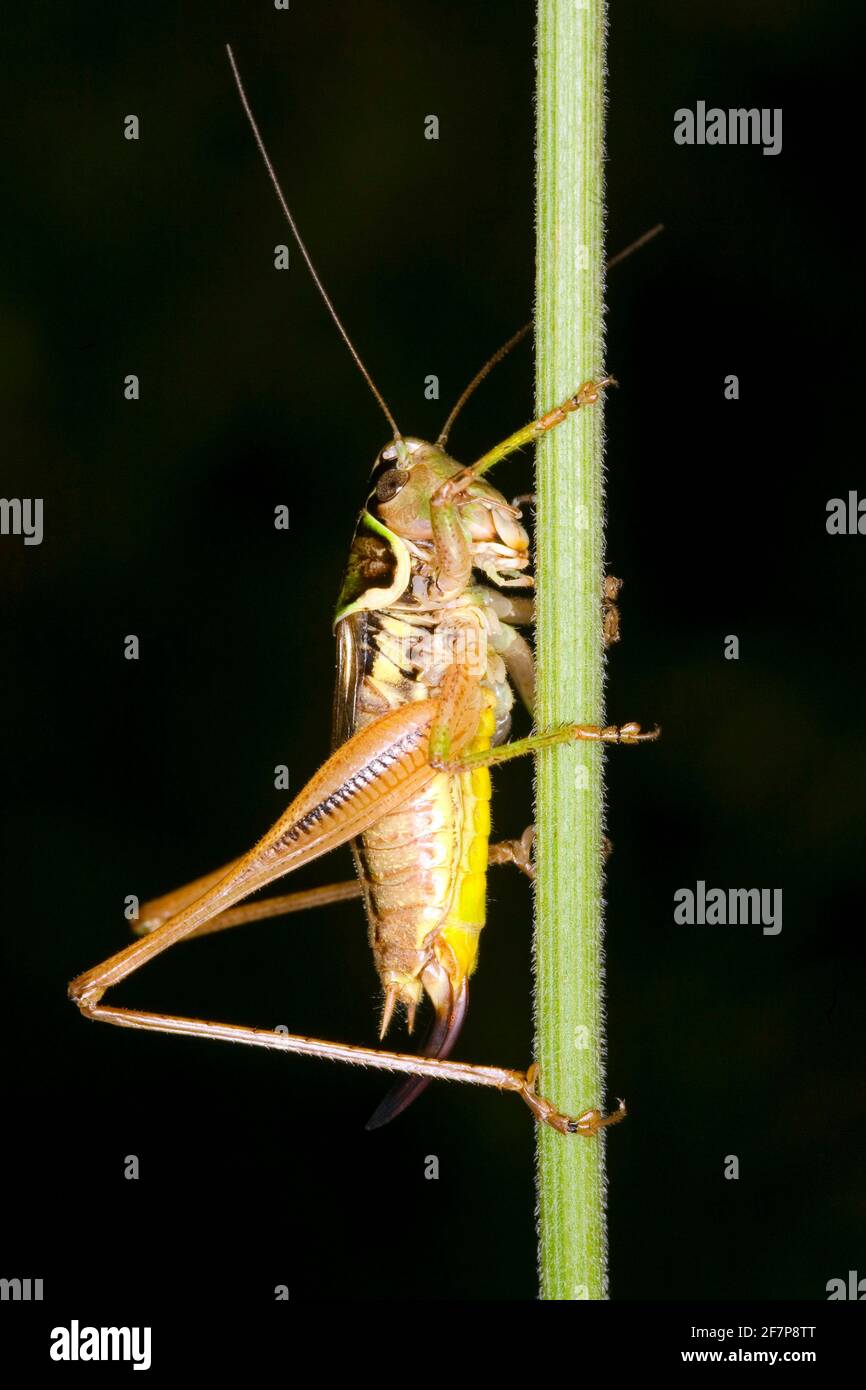 Le bushcricket de Roesel (Metrioptera roeselii, Roeseliana roeselii), repose sur une lame d'herbe Banque D'Images