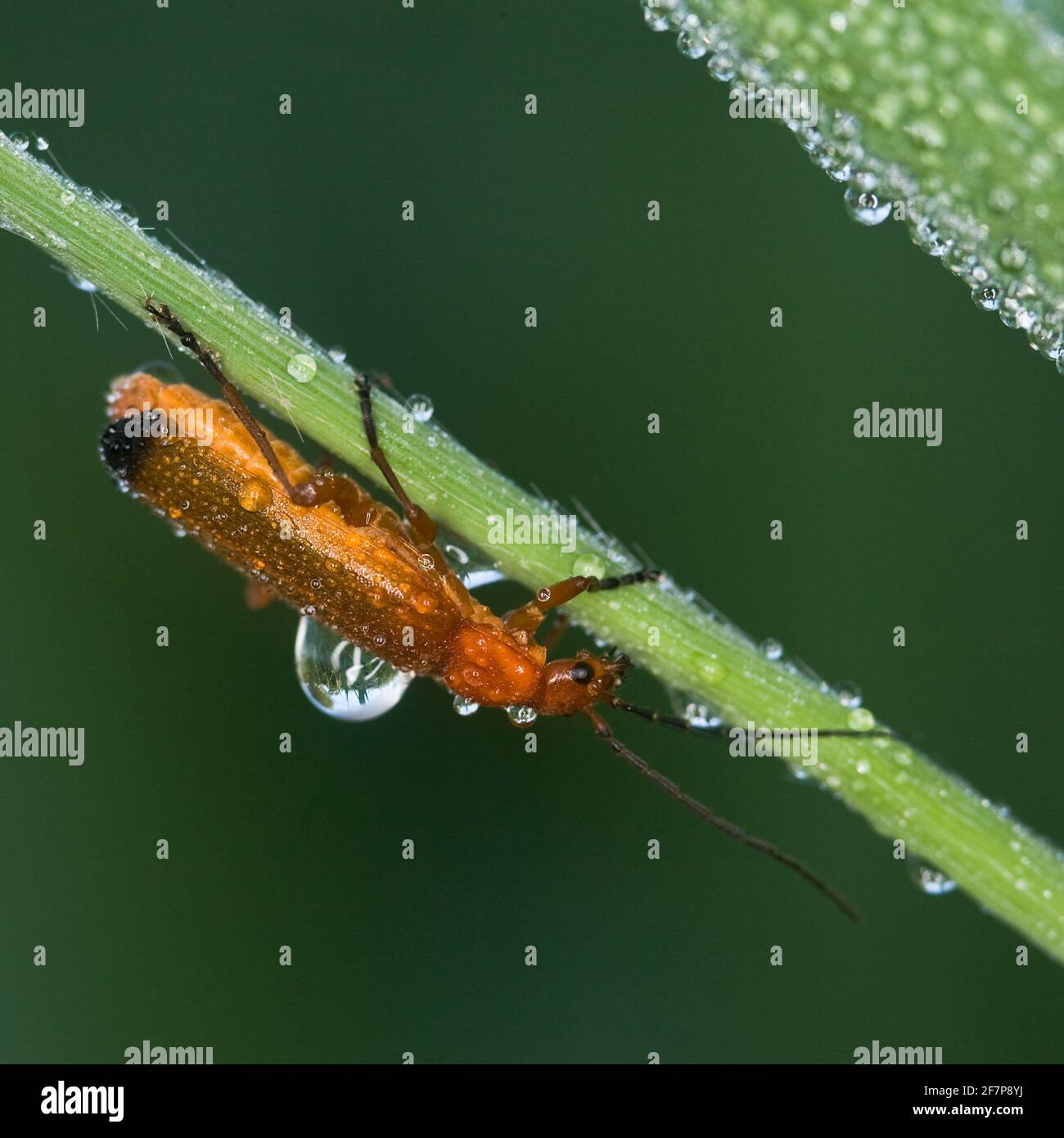 Coléoptère rouge commun du soldat suceur de sang coléoptère de l'amande du mouton (Rhagonycha fulva), assis sur un brin d'herbe sous la pluie, Autriche Banque D'Images