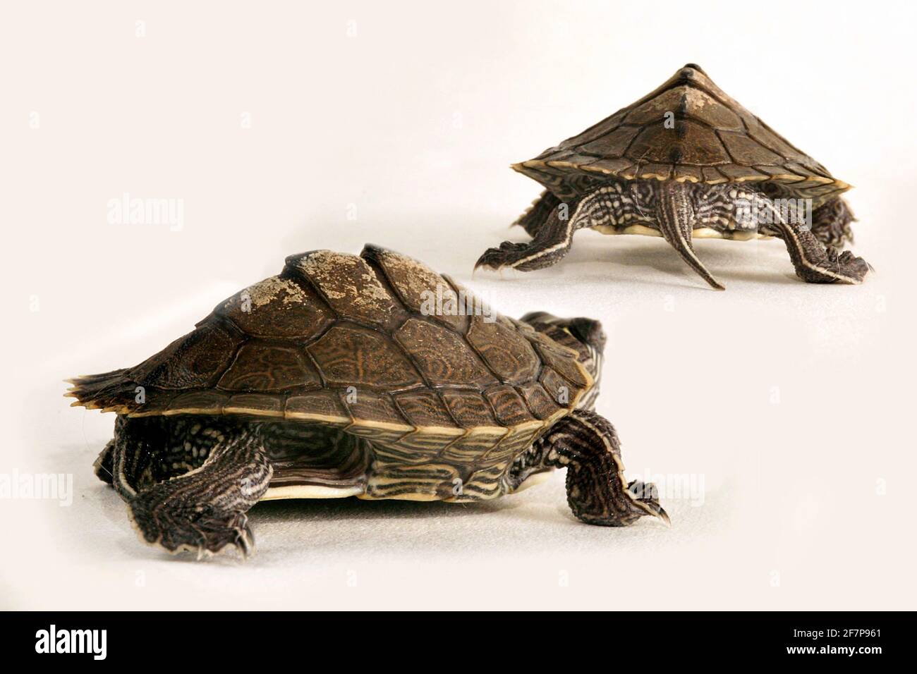 🐢 Lot De 2 Bougeoirs PartyLite – Tortues – Thème Safari – État D’occasion