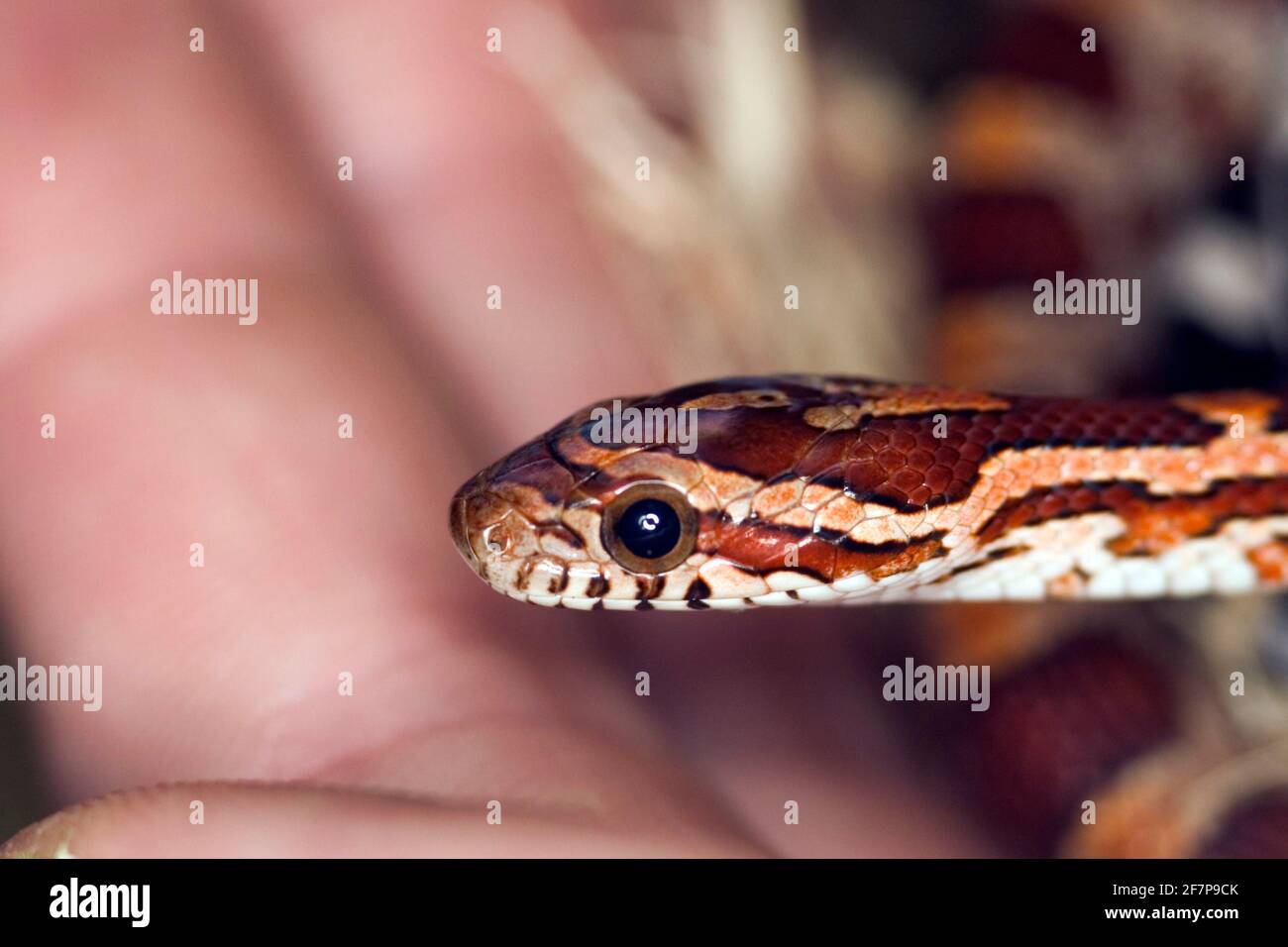 (Elaphe guttata serpent de maïs, Pantherophis guttatus), portrait Banque D'Images