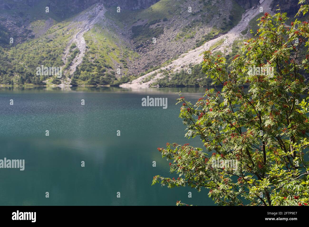 Arbre de Viburnum au-dessus de l'eau. Un arbre avec des baies rouges au-dessus du lac Morskie Oko dans le parc national de Tatra, Pologne Banque D'Images