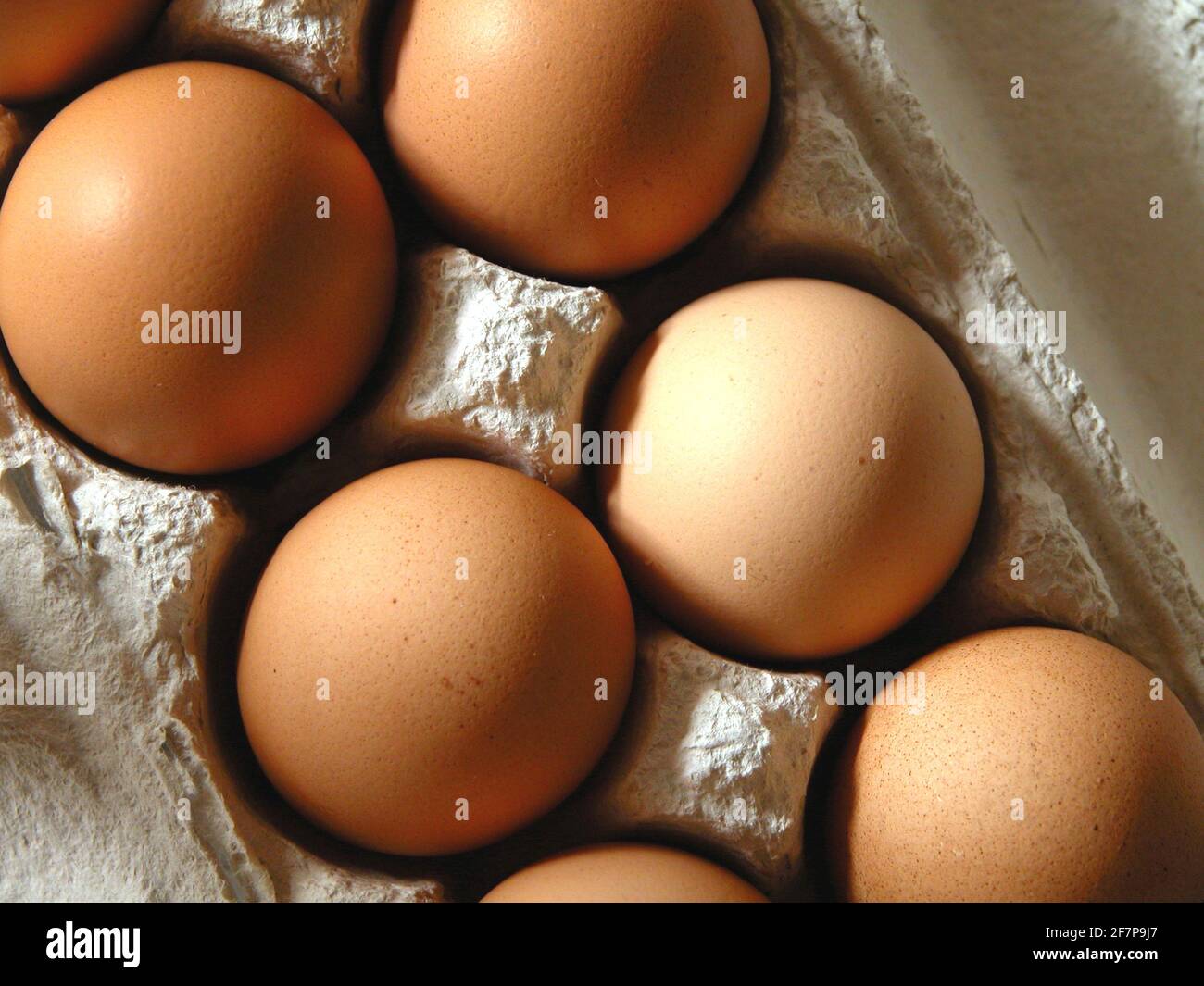 œufs biologiques dans un carton d'œufs Banque D'Images