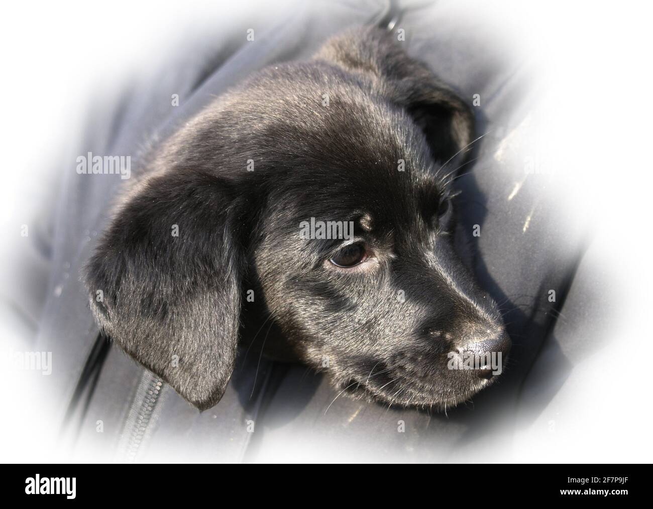 Labrador Retriever (Canis lupus F. familiaris), chiot regardant une veste, portrait Banque D'Images