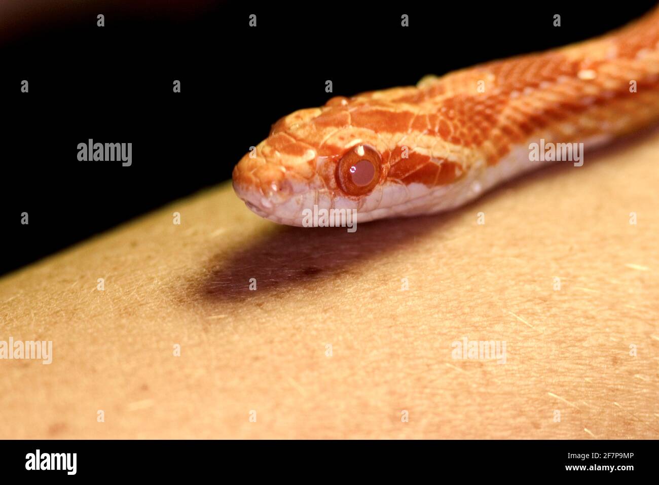 (Elaphe guttata serpent de maïs, Pantherophis guttatus), portrait Banque D'Images