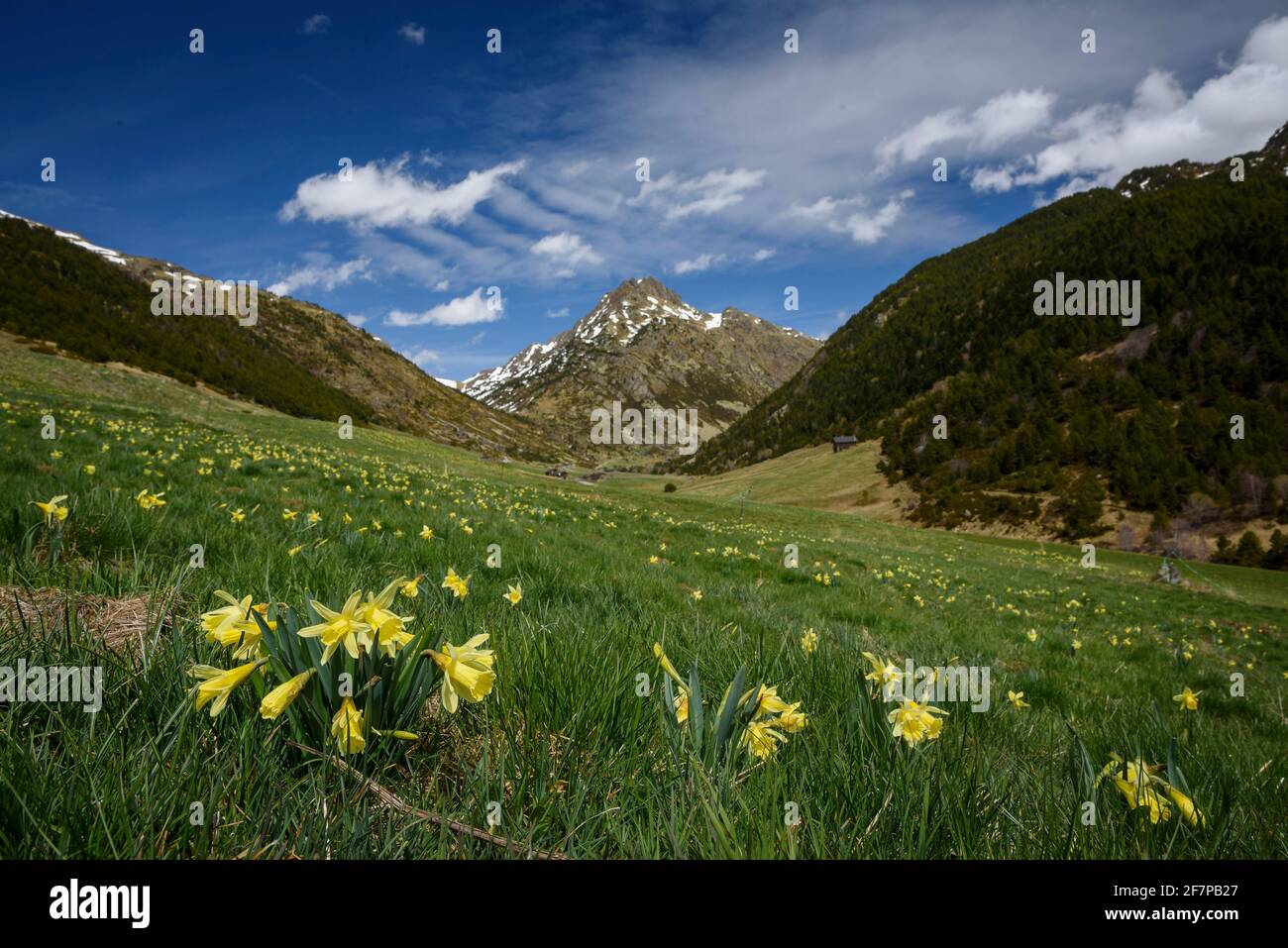 Jonarcisse sauvage (Narcissus pseudoquisse) dans la vallée des Incles au printemps (Andorre, Pyrénées) ESP: Narciso amarillo en el valle de Incles en primavera Banque D'Images