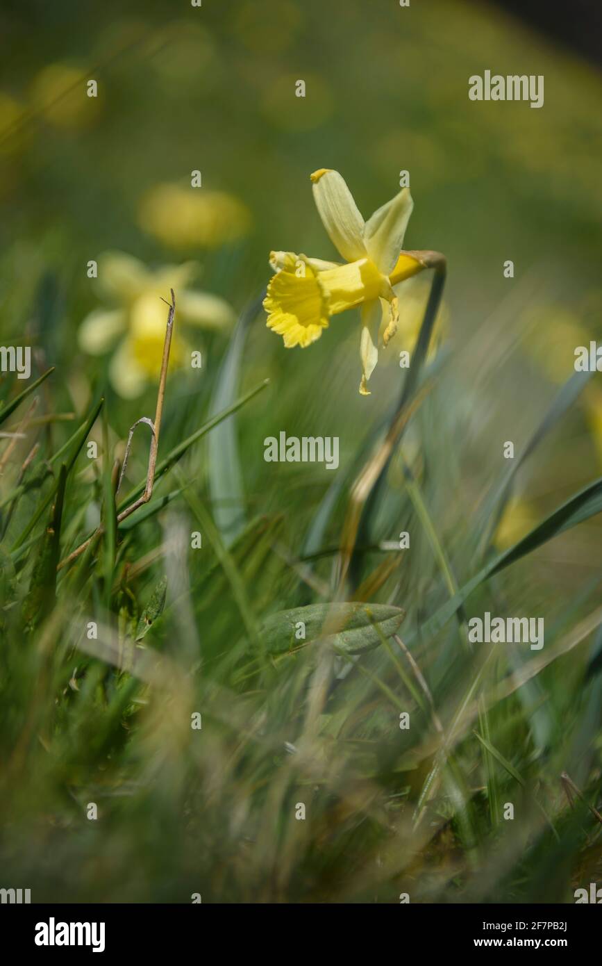 Jonarcisse sauvage (Narcissus pseudoquisse) dans la vallée des Incles au printemps (Andorre, Pyrénées) ESP: Narciso amarillo en el valle de Incles en primavera Banque D'Images