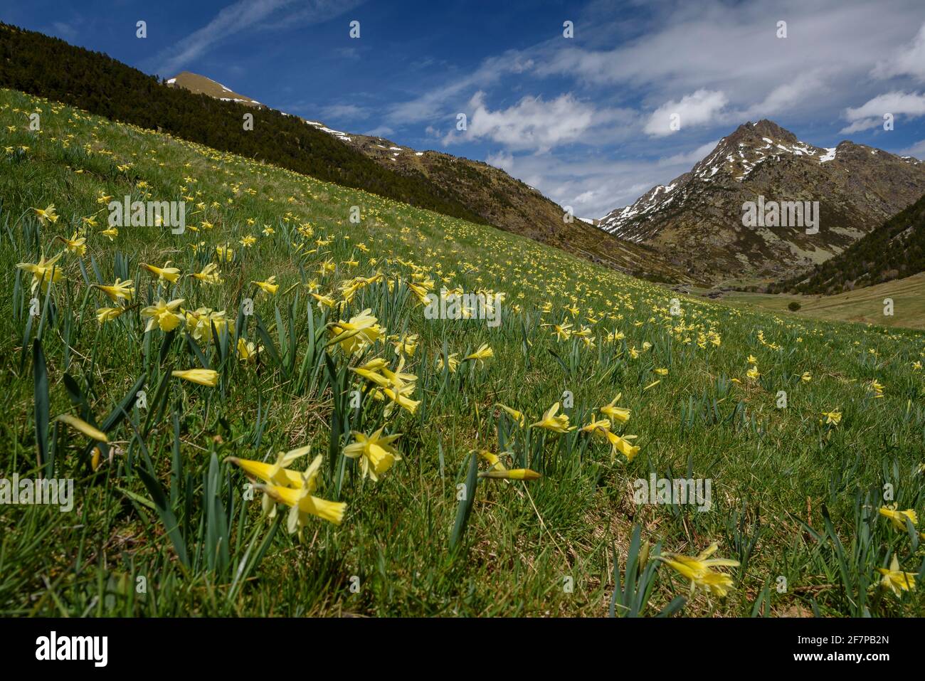 Jonarcisse sauvage (Narcissus pseudoquisse) dans la vallée des Incles au printemps (Andorre, Pyrénées) ESP: Narciso amarillo en el valle de Incles en primavera Banque D'Images