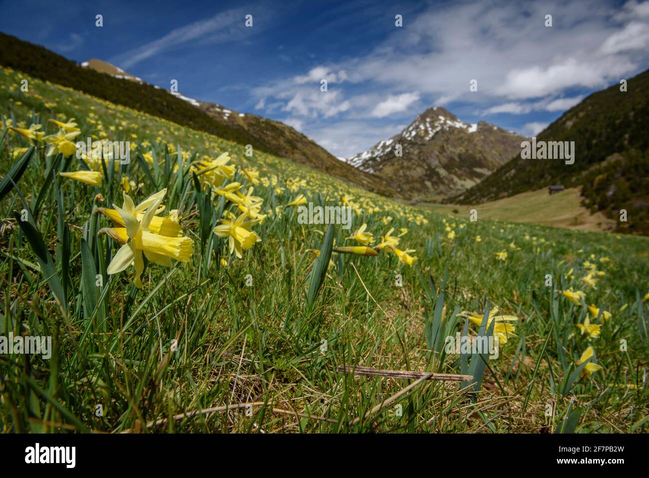 Jonarcisse sauvage (Narcissus pseudoquisse) dans la vallée des Incles au printemps (Andorre, Pyrénées) ESP: Narciso amarillo en el valle de Incles en primavera Banque D'Images