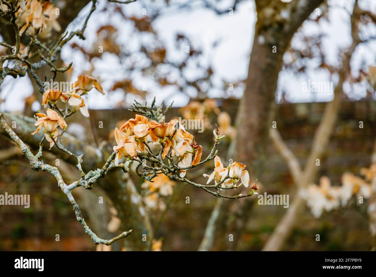 Fleurs de magnolia blanc aux pétales qui sont devenus brunes en étant congelées et brûlées par des dommages non saisonniers causés par le gel à la fin du printemps dans le Kent, dans le sud-est de l'Angleterre Banque D'Images