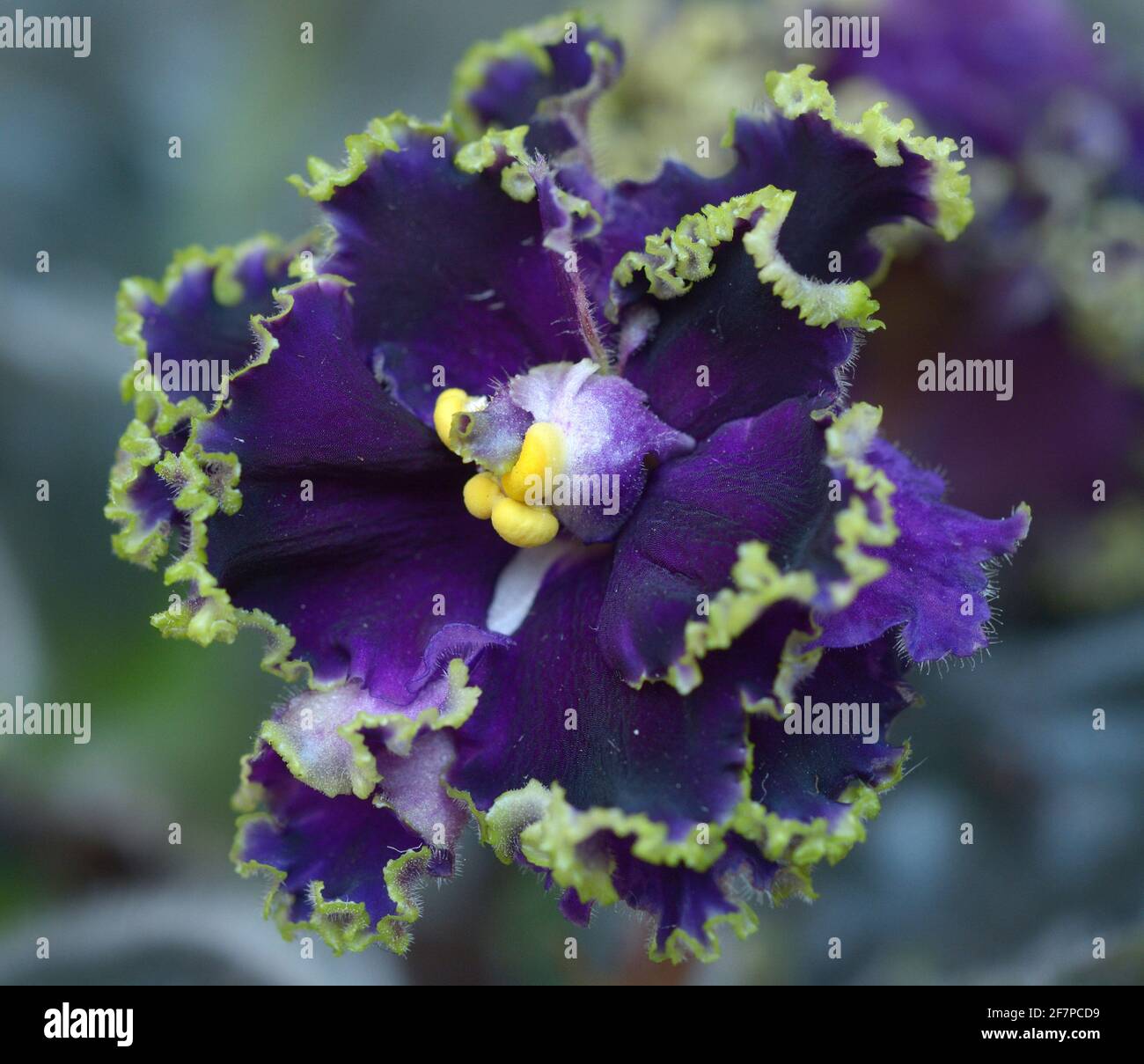 Gros plan de violettes violettes fleurir sur un arrière-plan flou. Banque D'Images