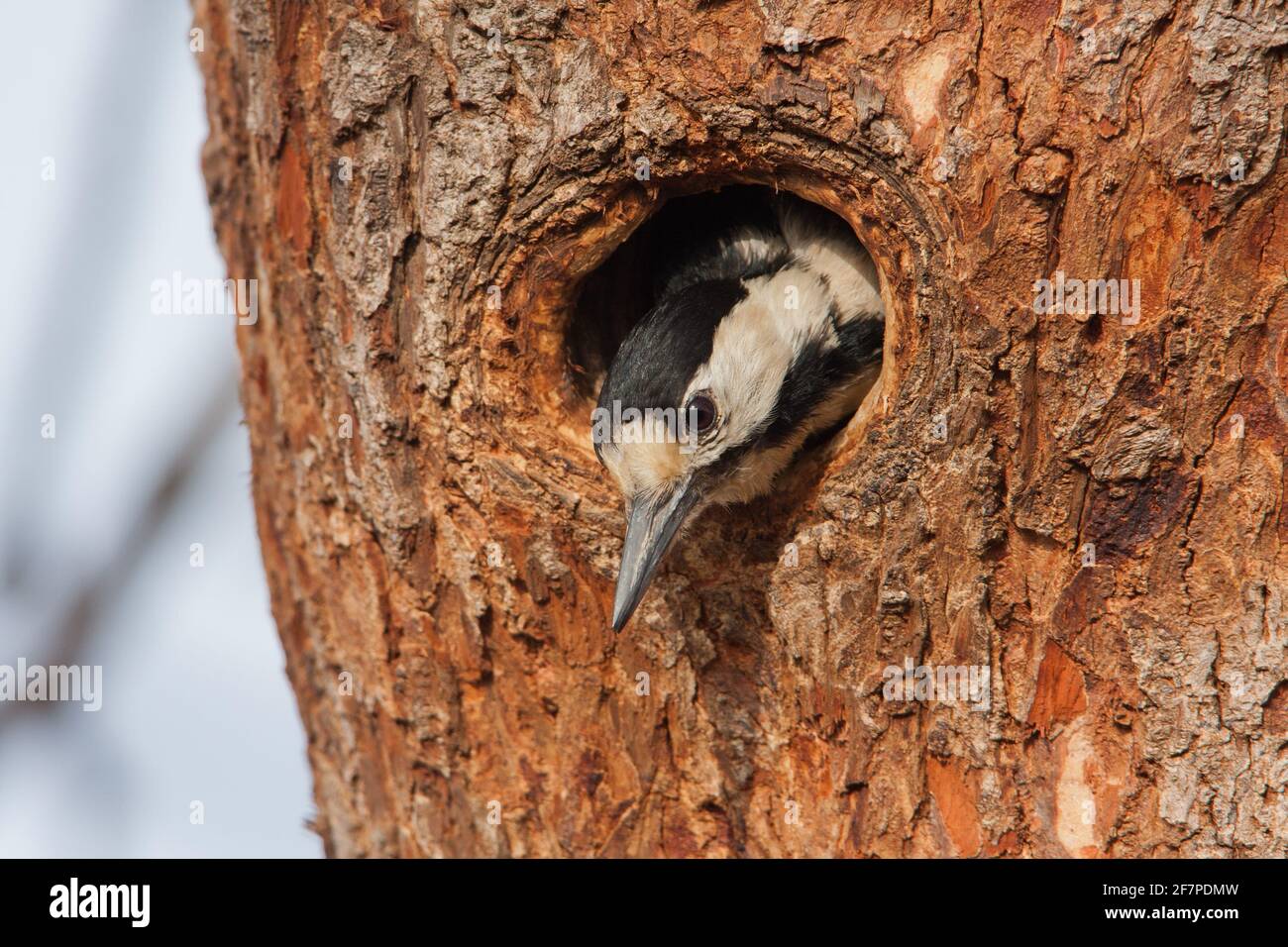 Pic syrien femelle (Dendrocopos syriacus) le pic syrien est un oiseau reproducteur résident du sud-est de l'Europe à l'est jusqu'en Iran. Sa gamme a Banque D'Images