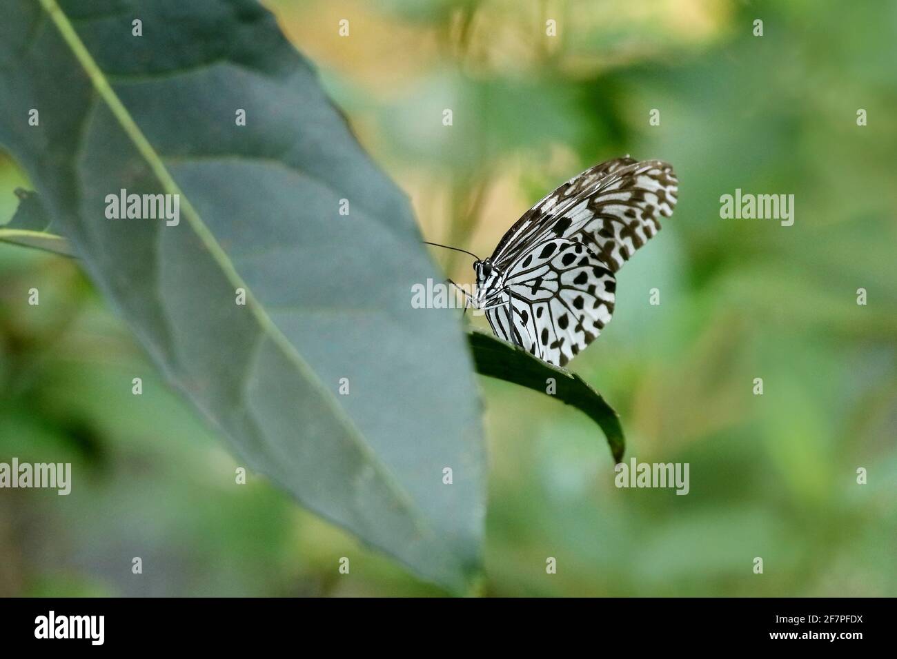 MALABAR Tree Nymph Butterfly, Idea Malabarica, Kudremmukh Wildlife Sanctuary, Karnataka, Inde Banque D'Images