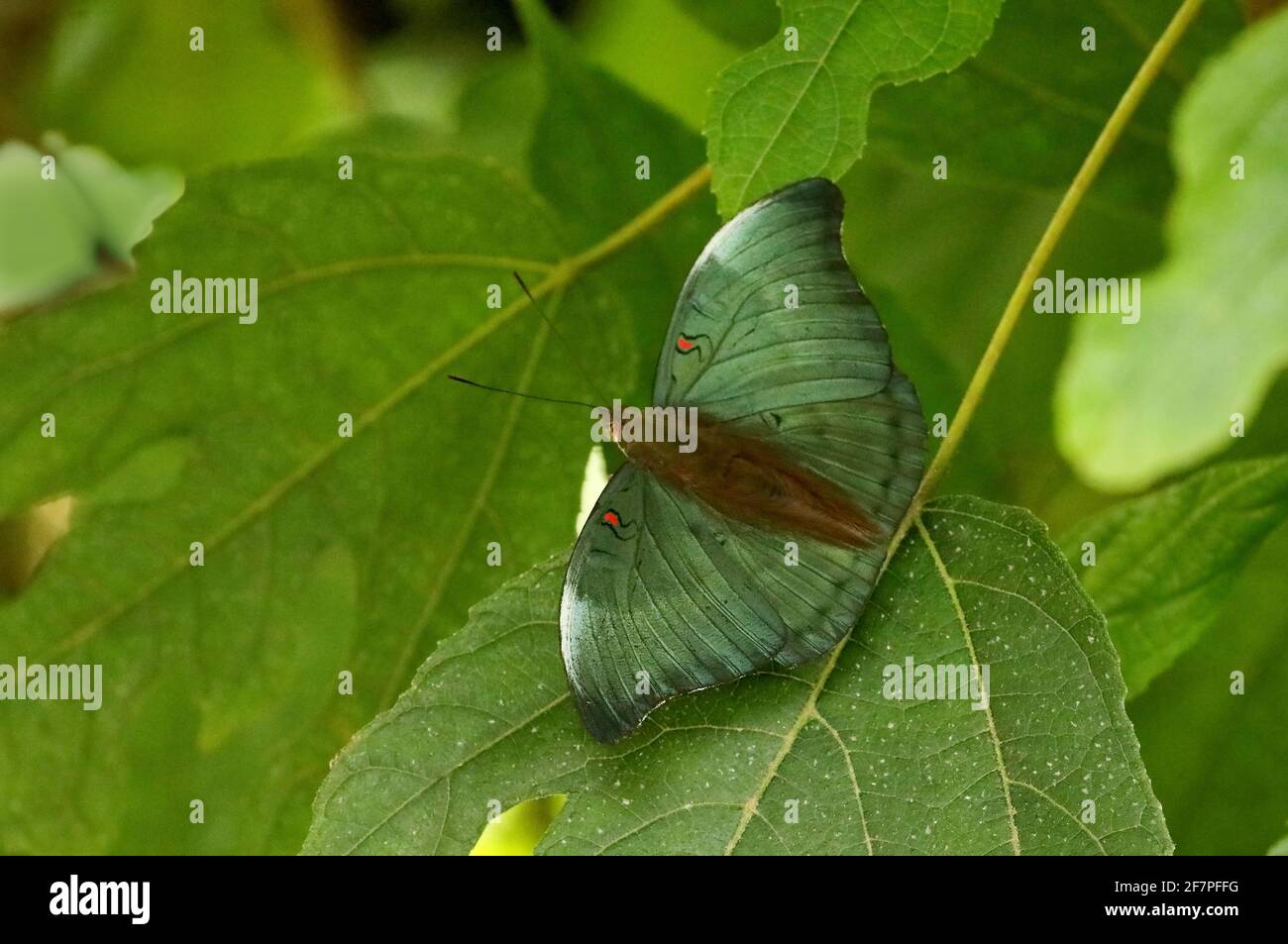 Red Spot Duke Butterfly, Dophla evelina, Sammillan Shetty's Butterfly Park, Beluvai, Karnataka India Banque D'Images