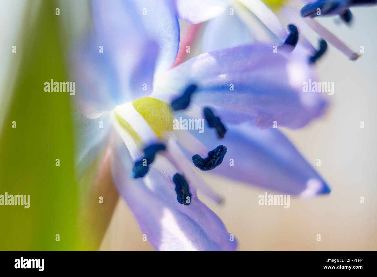 Bleu clair scilla, tête de fleur de bourre avec anthère dans le pollen macro . Les fleurs de neige fleurissent en gros plan avec un arrière-plan flou. Printemps ensoleillé sauvage pour Banque D'Images