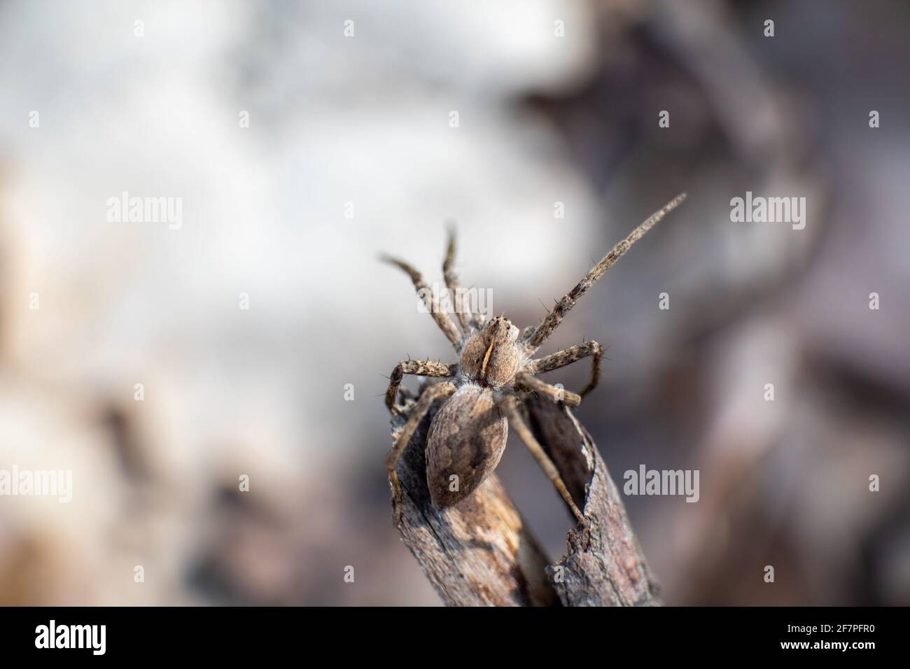 Petite araignée sauvage brune assise sur la branche, jambes extensibles, basez-vous au soleil dans la forêt printanière. Super macro gros plan avec arrière-plan flou Banque D'Images