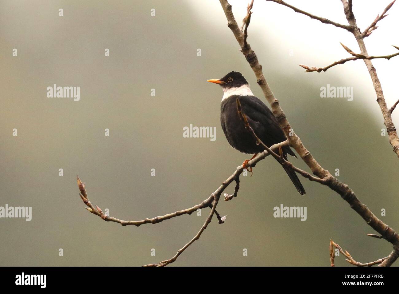 Oiseau noir à col blanc, Turdus albocinctus, Sattal, Uttarakhand, Inde Banque D'Images