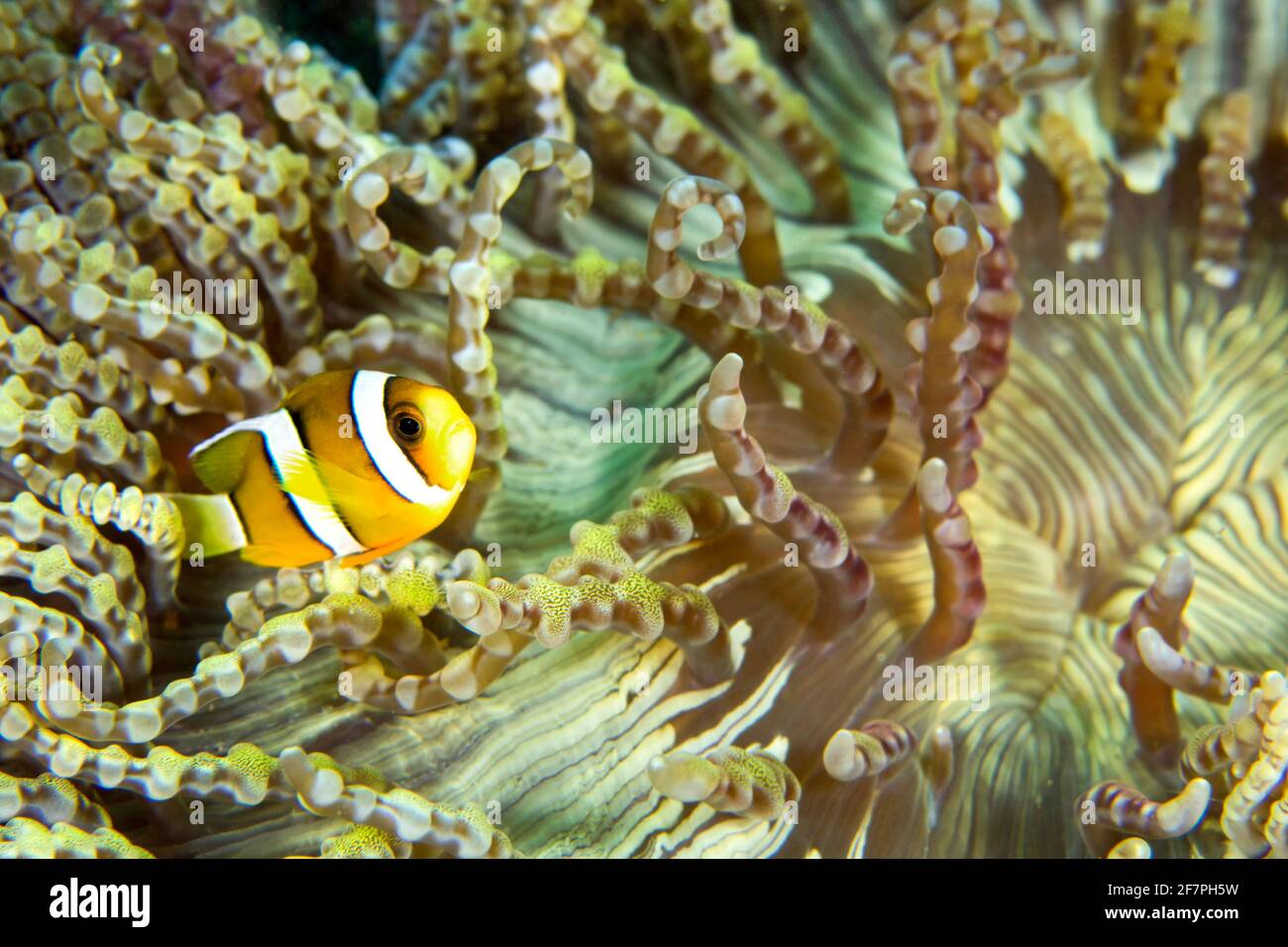 L Anemonefish de Clark, Amphiprion clarkii, poisson-clownfish, Anemonefish, Damiégoïste, Récif corallien, Lembeh, Sulawesi du Nord, Indonésie, Asie Banque D'Images