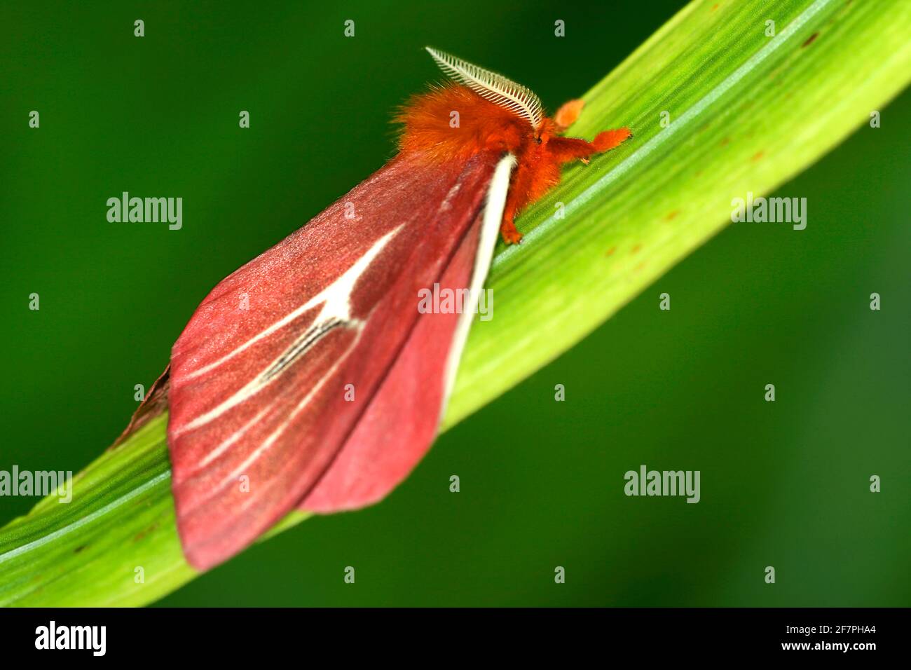 Papillon tropical, forêt tropicale, bassin de la rivière Napo, Amazonie, Equateur, Amérique Banque D'Images