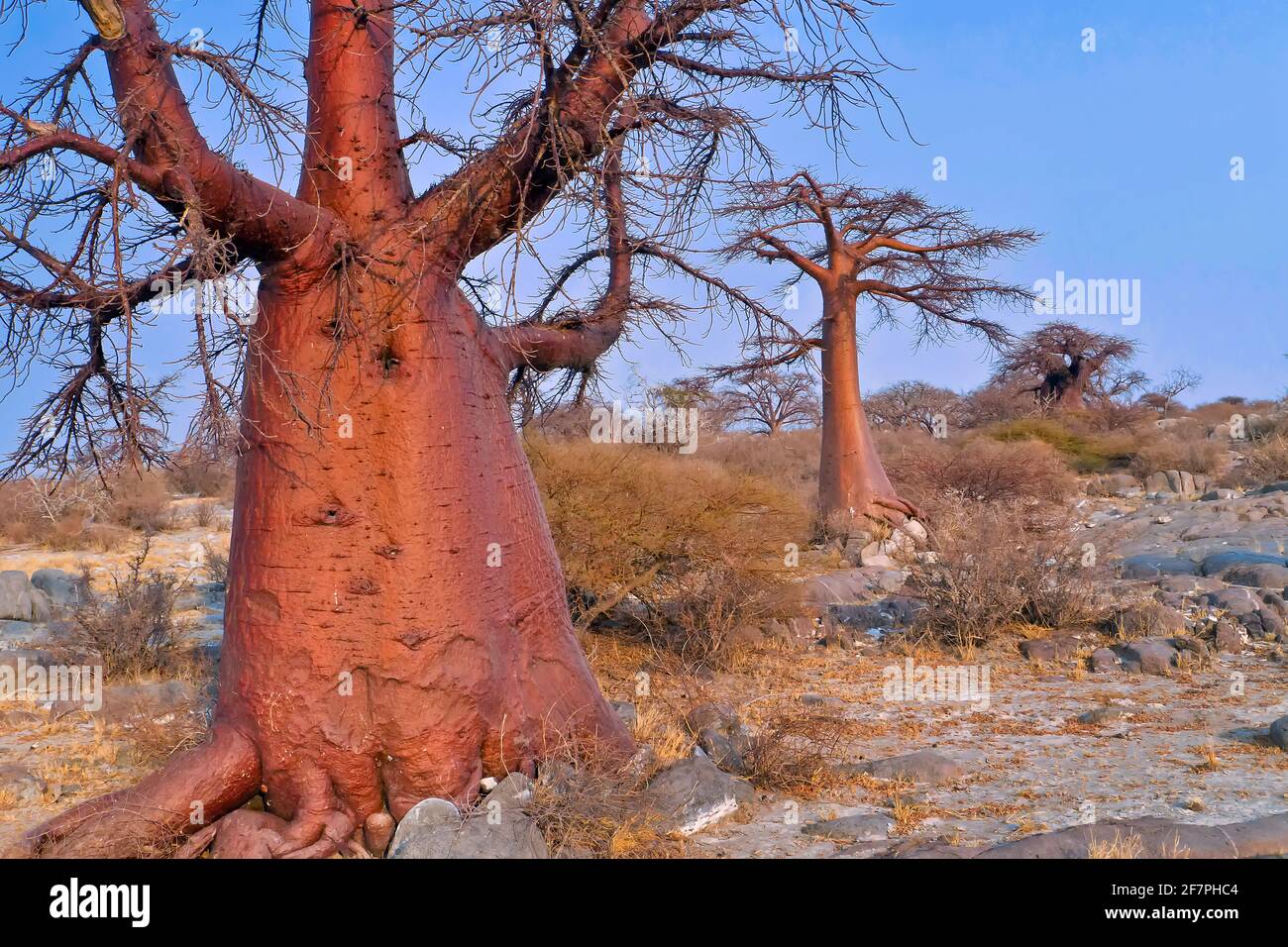 Le Baobab, Adansonia digitata, Kubu Island, mer Blanche de sel, Lekhubu, Makgadikgadi Pans National Park, Botswana, Africa Banque D'Images