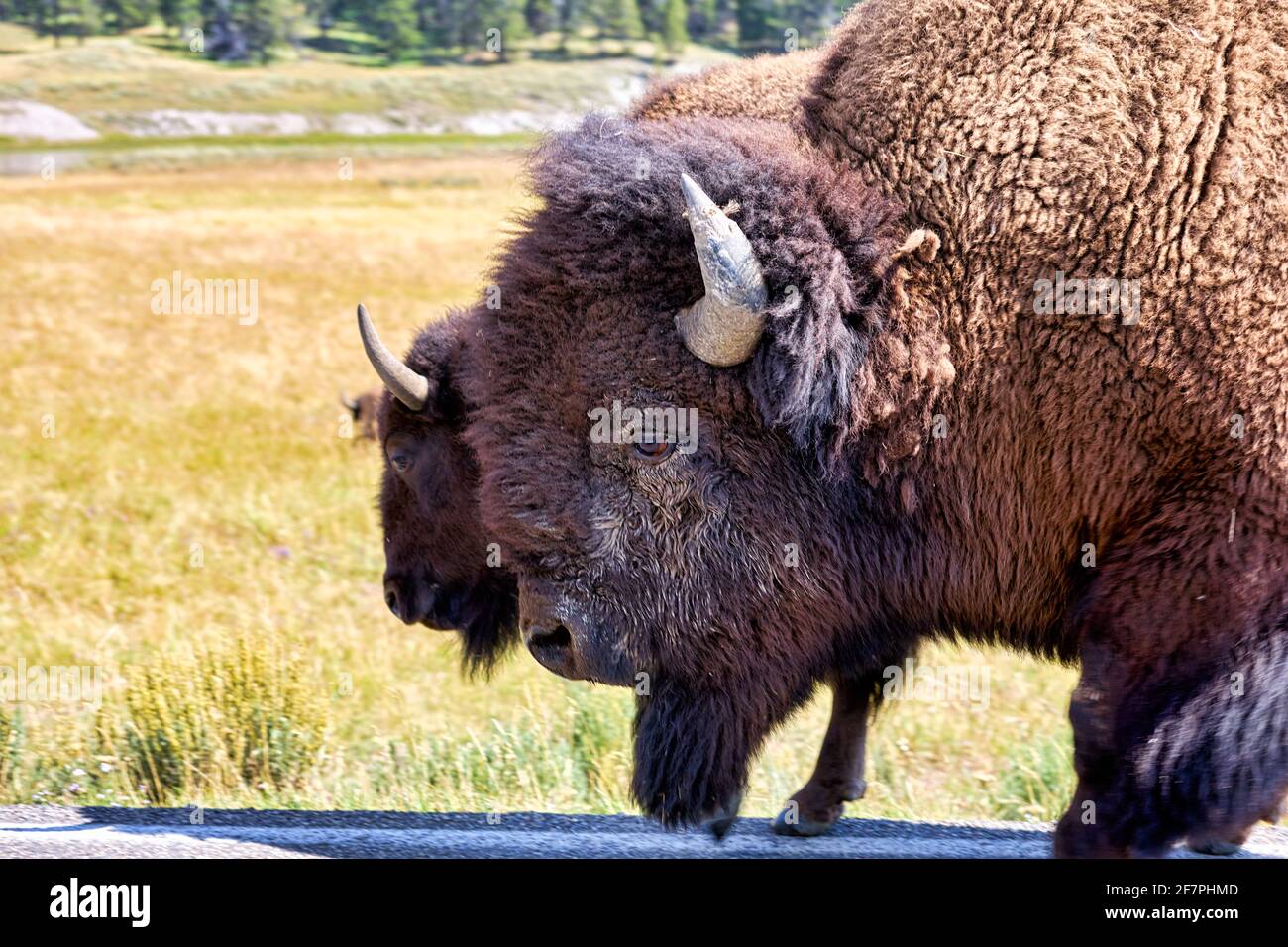 Traversée de la route des bisons dans le parc national de Yellowstone. Wyoming. ÉTATS-UNIS. Banque D'Images