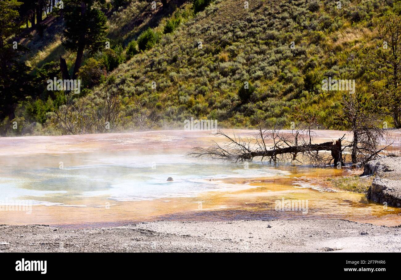 Ressorts de palette. Devils pouce à Mammoth Hot Springs. Parc national de Yellowstone. Wyoming. ÉTATS-UNIS. Banque D'Images