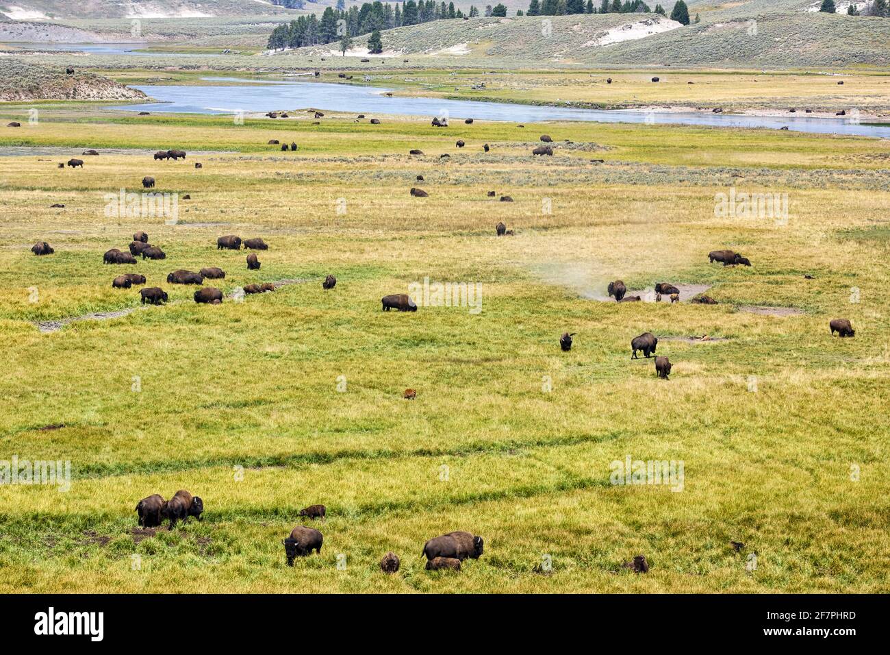 Bisons sauvages gratuits dans le parc national de Yellowstone. Wyoming. ÉTATS-UNIS. Banque D'Images