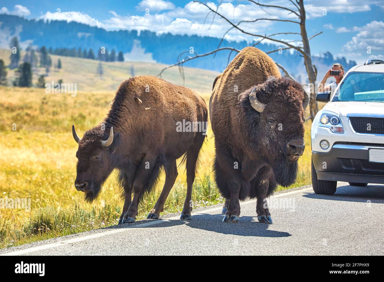 Touriste prenant une photo de la route de croisement des bisons dans le parc national de Yellowstone. Wyoming. ÉTATS-UNIS. Banque D'Images