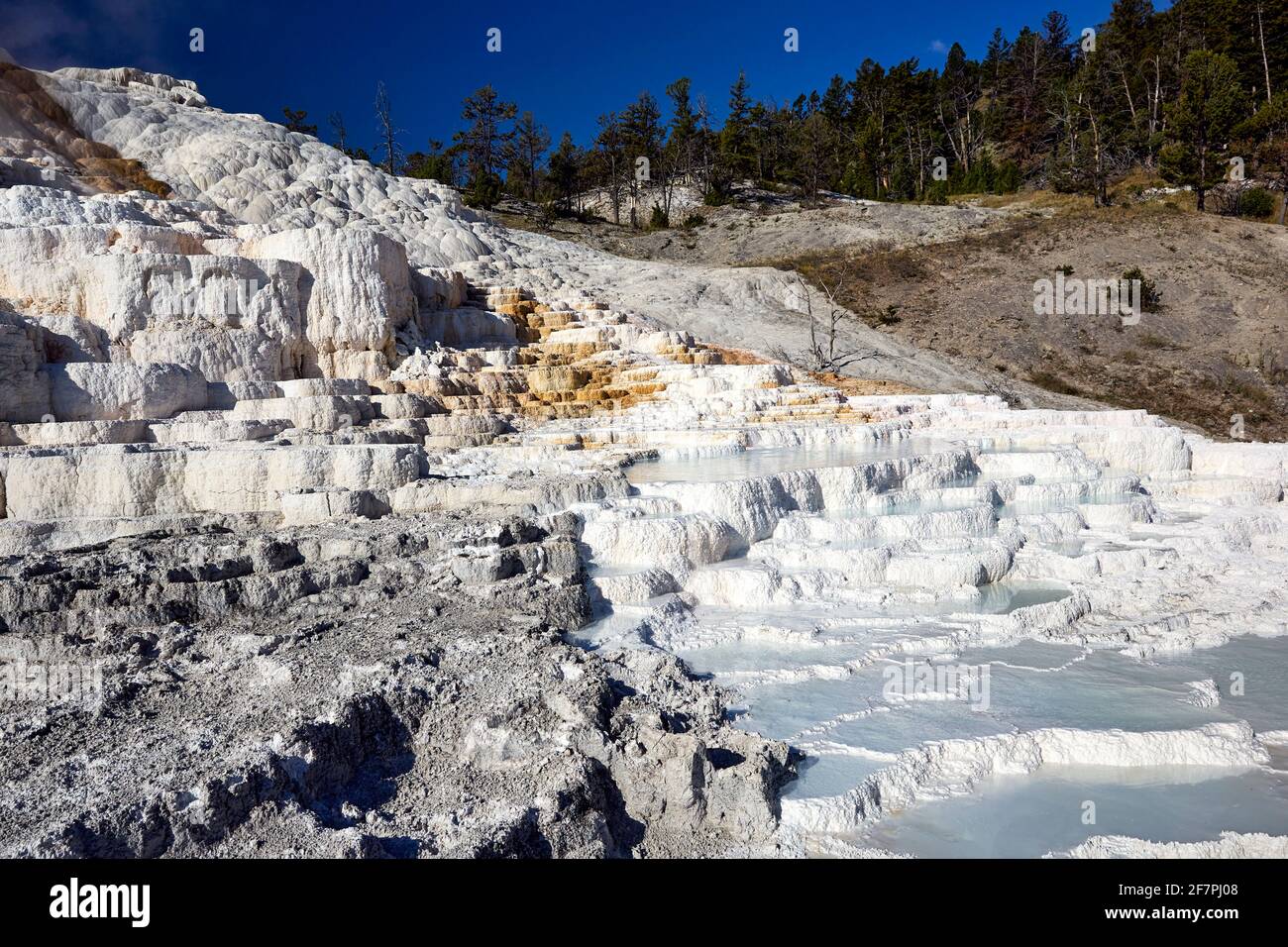 Ressorts de palette. Devils pouce à Mammoth Hot Springs. Parc national de Yellowstone. Wyoming. ÉTATS-UNIS. Banque D'Images