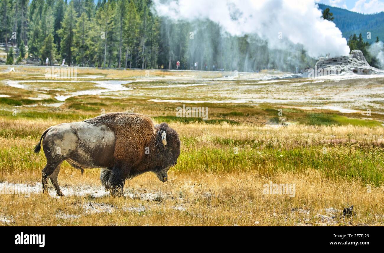 Un bison sauvage dans le parc national de Yellowstone. Wyoming. ÉTATS-UNIS. Banque D'Images