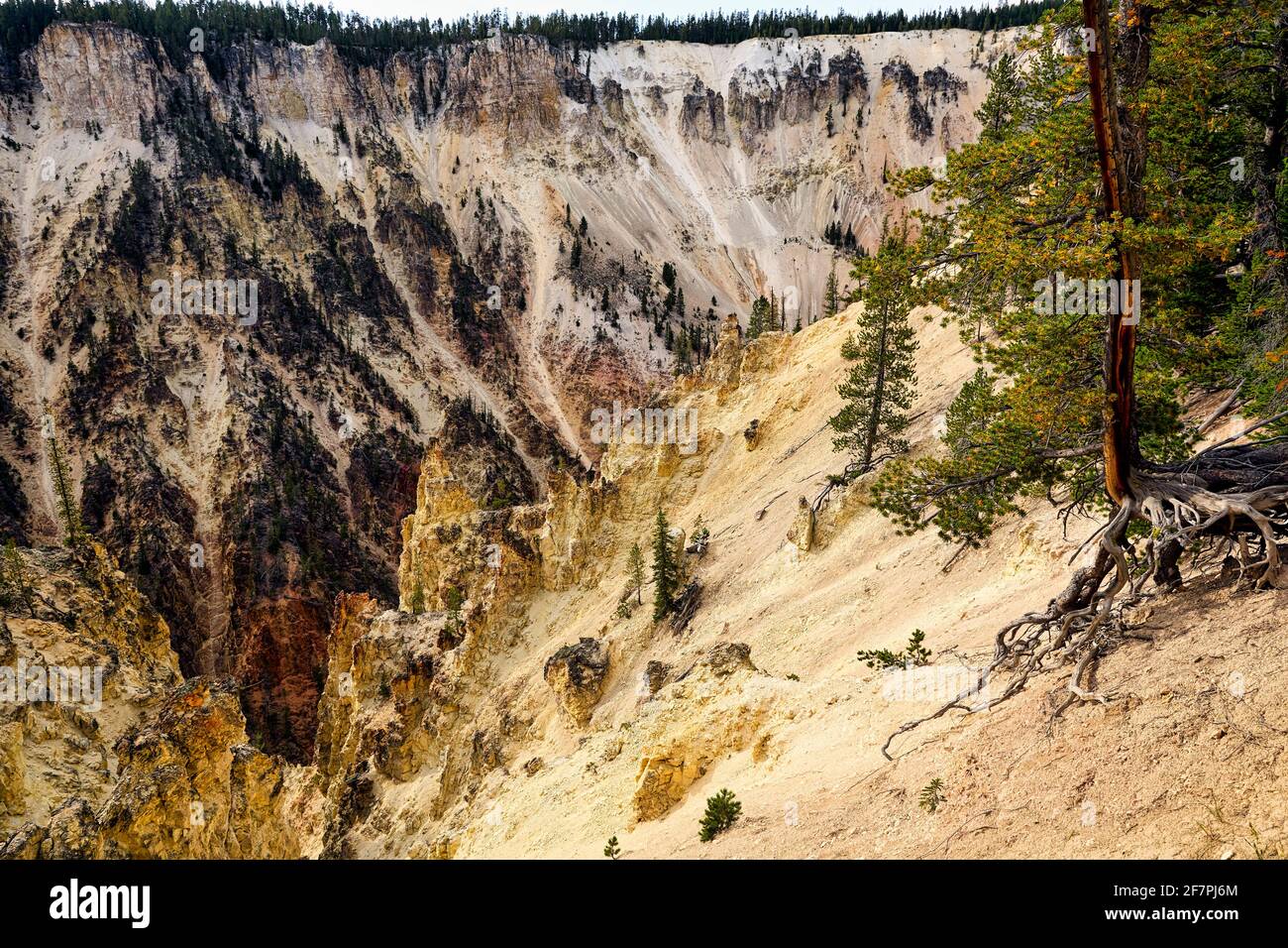 Le Grand Canyon Artist point dans le parc national de Yellowstone. Wyoming. ÉTATS-UNIS. Banque D'Images