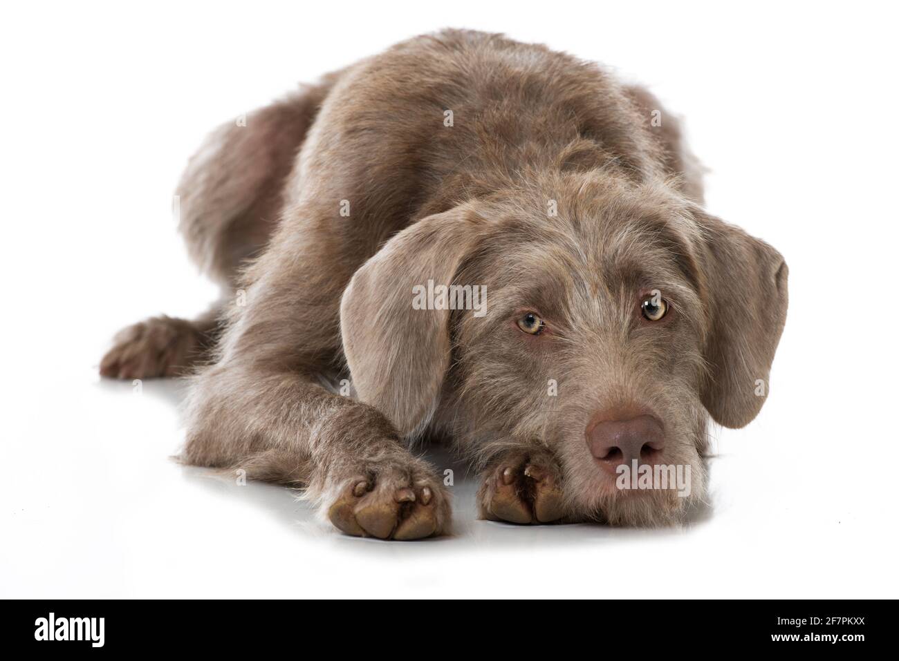 Chien Weimaraner isolé sur fond blanc Banque D'Images
