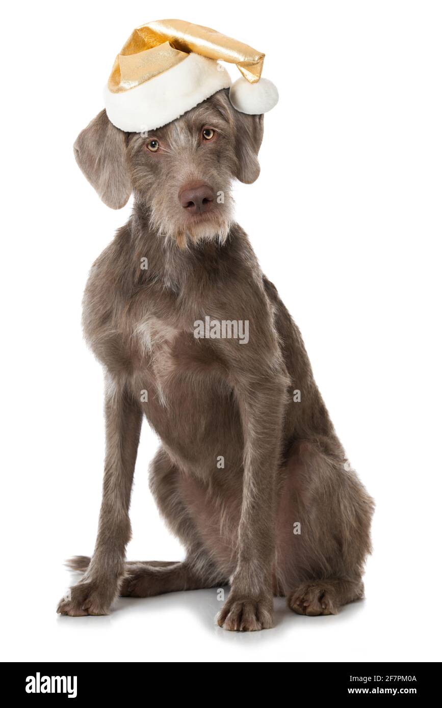 Chien Weimaraner avec chapeau de père noël doré isolé sur fond blanc Banque D'Images