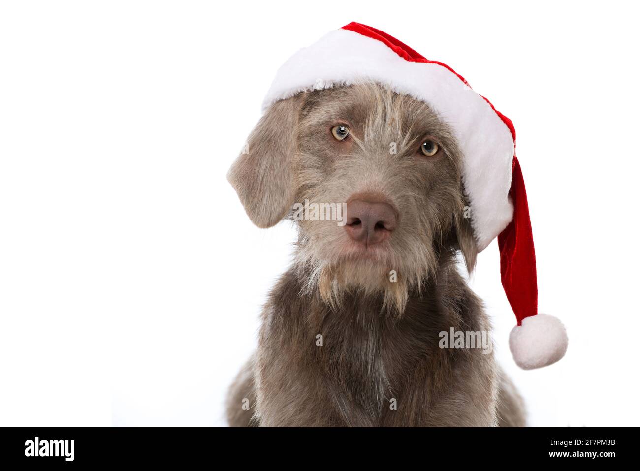 Chien Weimaraner avec chapeau de père noël isolé sur fond blanc Banque D'Images