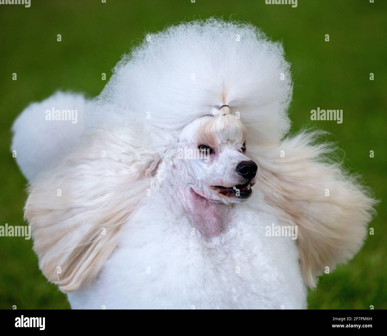 Cooson en manteau d'exposition Banque D'Images