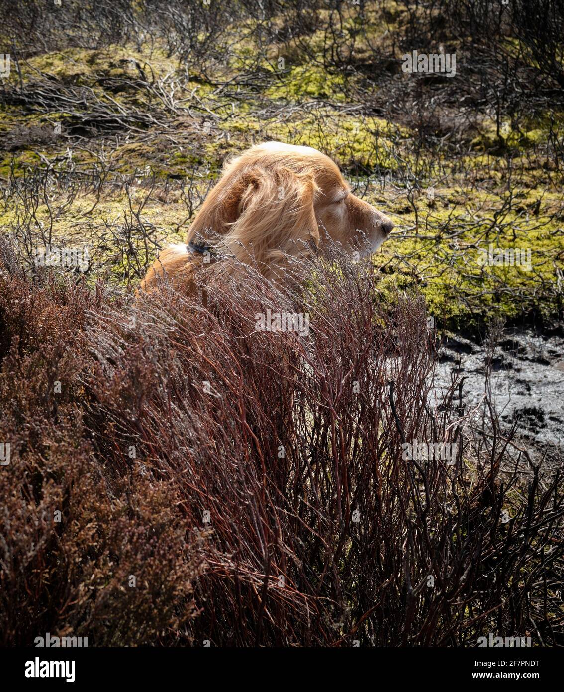 Chien Cocker Spaniel assis inconfortablement dans les tiges de bruyère brûlées Banque D'Images