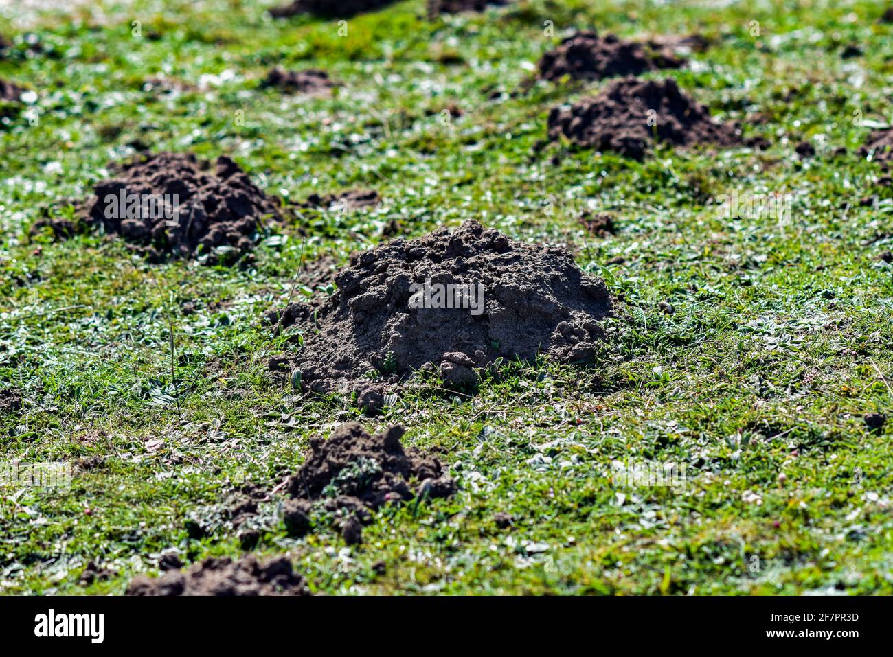 Mole femelle sur une pelouse de jardin, mise au point sélective. Banque D'Images