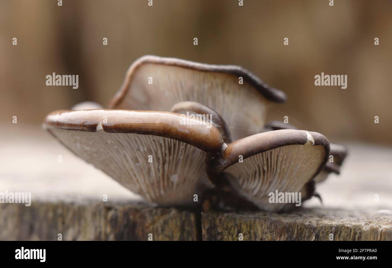 cockleshell anis. Pleurotus ostreatus Banque D'Images