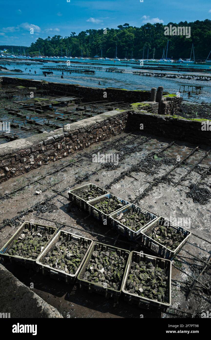 Lits d'huîtres sur la rivière Belon à Port du Bélon. Finistère, Bretagne, Bretagne, France, Europe Banque D'Images Lits d'huîtres sur la rivière Belon à Port du Bélon. Finistère, Bretagne, Bretagne, France, Europe Banque D'Images