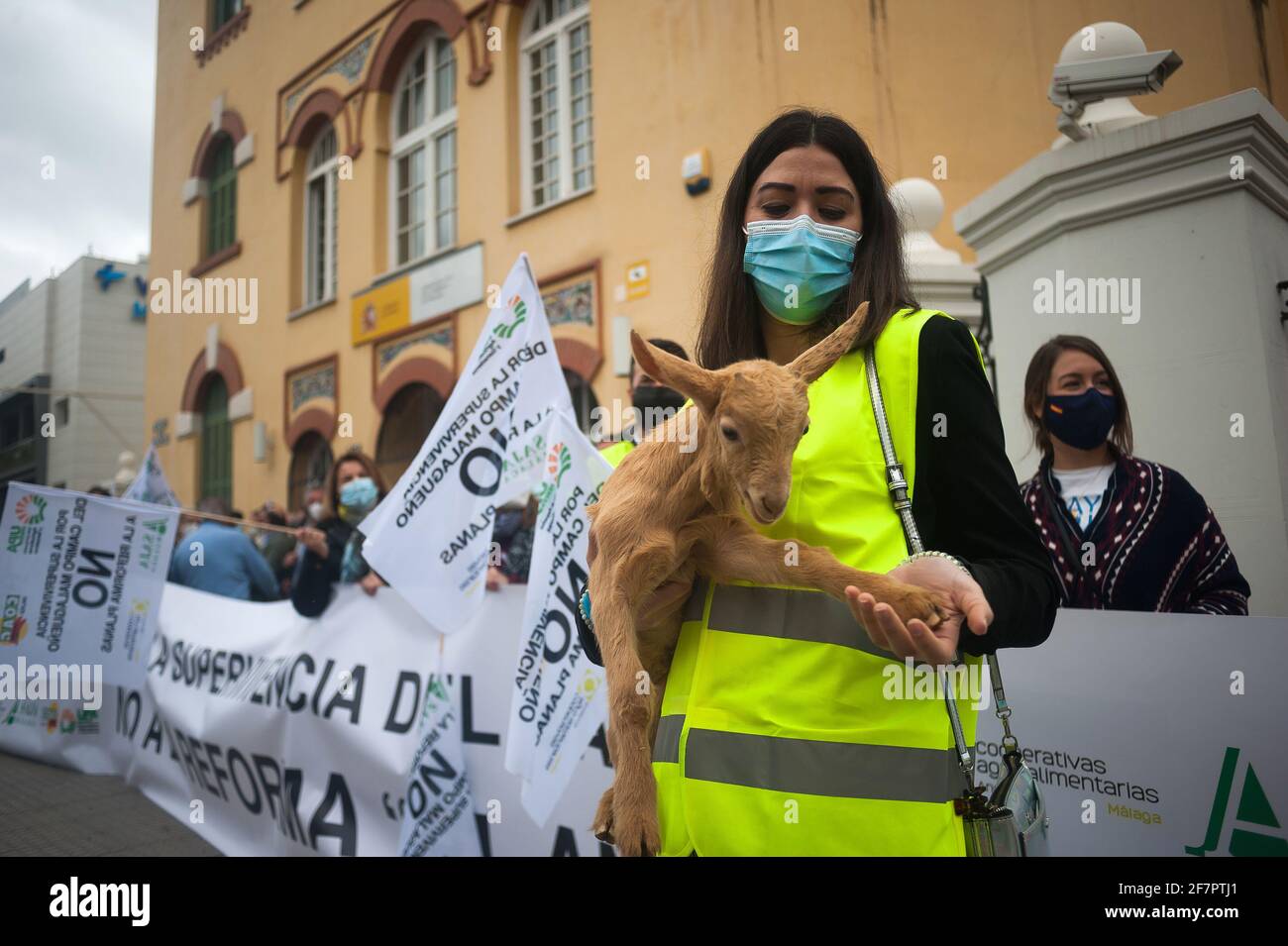 Malaga, Espagne. 09e avril 2021. Un manifestant portant un masque comme précaution contre la propagation du covid-19 vu tenir un agneau hors de la subdélégation gouvernementale pendant la manifestation.des agriculteurs de la province de Malaga ont protesté contre une nouvelle réforme de la politique agraire (connue sous le nom de politique agricole commune) par le ministre espagnol de l'Agriculture, de la pêche et de l'alimentation Luis Planas. L'industrie agricole considère que la nouvelle loi agraire endommage les droits des agriculteurs et les aides au champ andalou. Crédit : SOPA Images Limited/Alamy Live News Banque D'Images