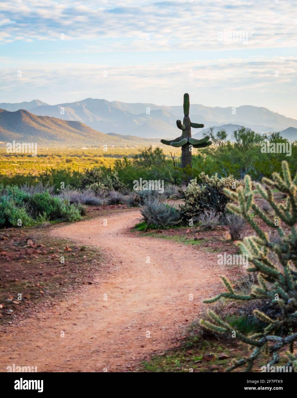 Sentier de randonnée Apache Wash avec vue sur le paysage le matin du désert de Sonoran près de Phoenix et de la rivière New, Arizona. Banque D'Images