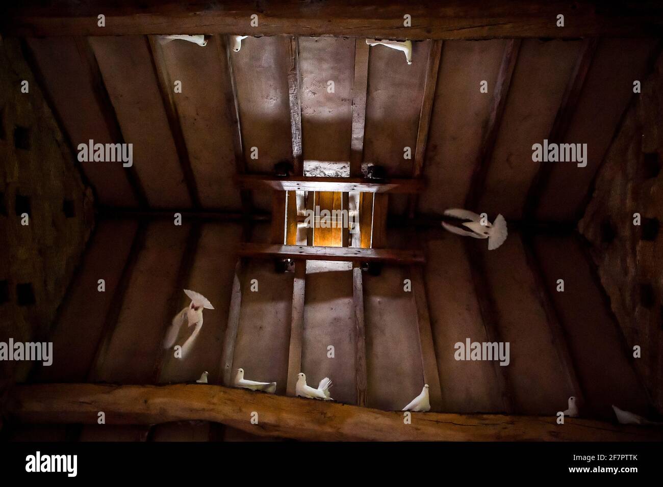 Les colombes fantail sont retournées à l'ancien colombote du Snowshill Manor and Garden à Gloucestershire. La propriété de National Trust a pris livraison de 40 colombes de queue blanche après que la population de colombes du jardin a diminué au cours des dernières années. Il y a une longue histoire de colombes au manoir, avec le pigeonnier datant de la fin du XVIe ou du début du XVIIe siècle. Date de la photo: Vendredi 9 avril 2021. Banque D'Images