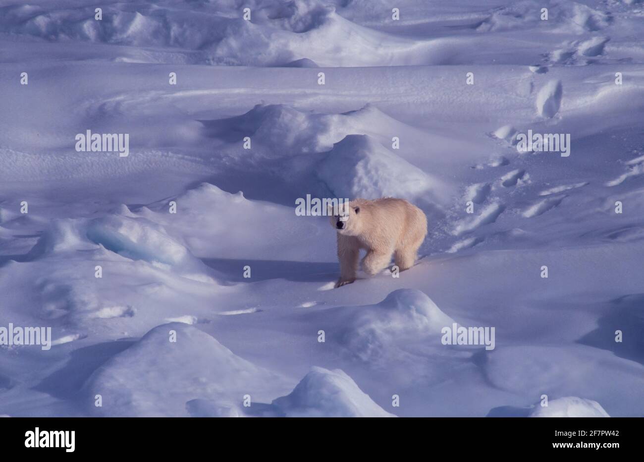 Ours Polaire Ursus Maritimus Bien Qu Il Soit L Espece Sœur De L Ours Brun Il A Evolue Pour Occuper Une Niche Ecologique Plus Etroite Avec Beaucoup Photo Stock Alamy Ours Polaire Ursus Maritimus Bien Qu Il Soit L Espece Sœur De L Ours Brun Il A Evolue Pour Occuper Une Niche Ecologique Plus Etroite Avec Beaucoup Photo Stock Alamy