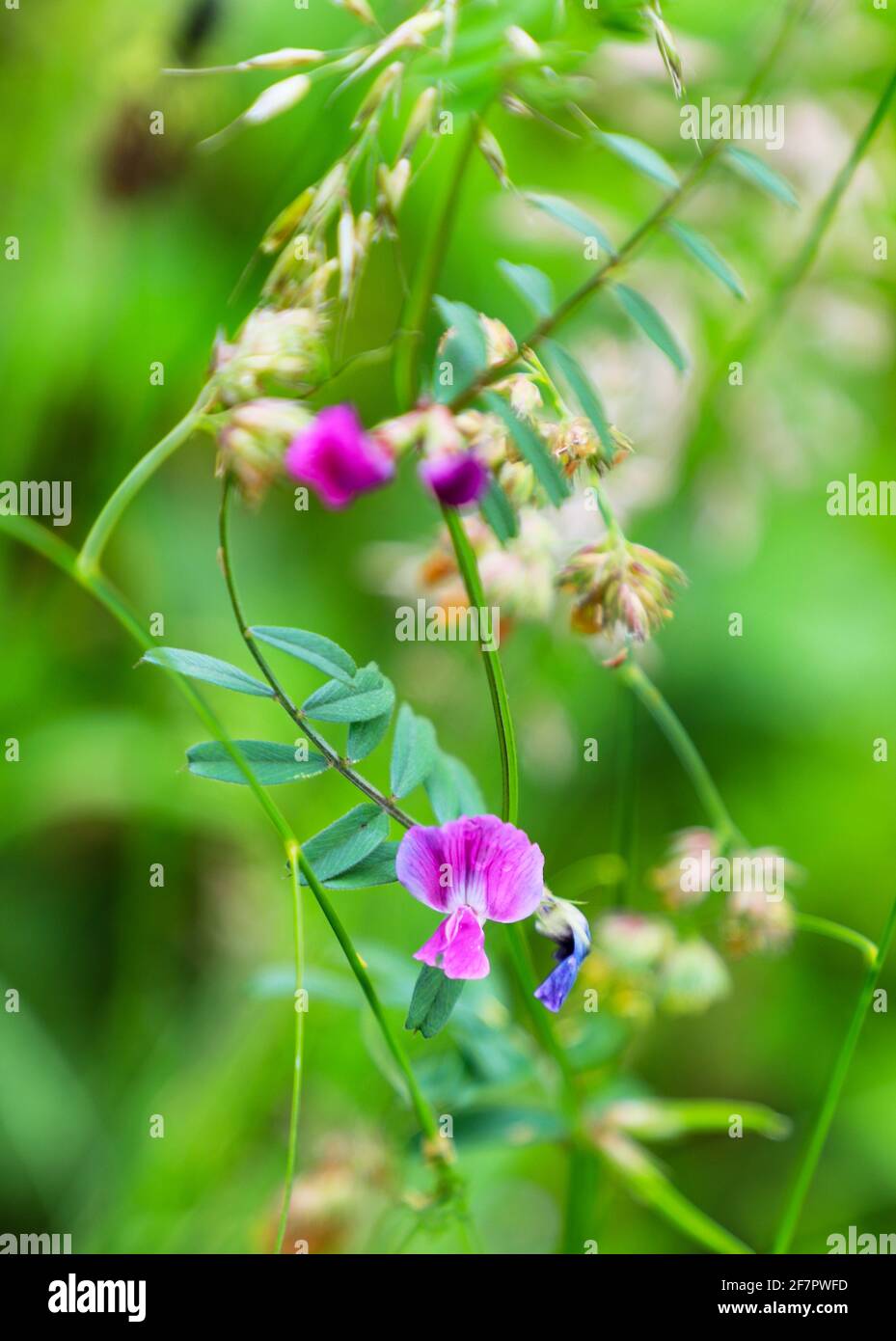 Fleurs violettes de Vicia sativa, connues sous le nom de vesce commune, vesce de jardin, tare ou simplement vesce, Angleterre, Royaume-Uni Banque D'Images